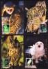 1995  Owls  Complete Set   Hiboux Et Chouettes  Eulen - Cartoline Maximum