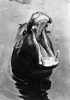 CPSM GRAND FORMAT DENTELE 1956...HIPPOPOTAME...18 .....AVEC PUB MEDICALE AU VERSO - Nijlpaarden