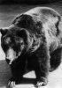 CPSM GRAND FORMAT DENTELE 1958...GRIZZLY...66 .....AVEC PUB MEDICALE AU VERSO - Bears
