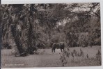 MOZAMBIQUE - Gorongosa - Buffle - Buffalo - Mosambik