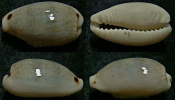 N°4420 // CYPRAEA QUADRIMACULATA  "PHILIPPINES" // F+++/GEM : 21,2mm  . - Seashells & Snail-shells