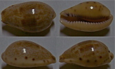 N°4438 // CYPRAEA WALKERI  "TAIWAN" //  GEM  : 23,4mm  . - Seashells & Snail-shells