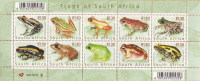 South Africa / Animals / Frogs - Kikkers