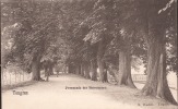 Belgique Carte Postale Tongres - Promenade Des Morronniers - Chièvres