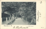 SHANKLIN - Isle Of Wight - Chine Avenue - 1902 - Other & Unclassified