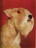 Dog  Chien  Hund  /sealyham - Terrier - Dogs