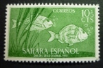 SAHARA 1953: Edifil 109 / YT 96  / Sc B28 / Mi 140 / SG 106,  Pescados Poissons Fish ** - FREE SHIPPING ABOVE 10 EURO - Spanish Sahara