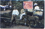CPA Panama Cheval, Pferd, Horse, Paard, Cavallo, Caballo Avec Agriculteurs, Paysans - Panamá