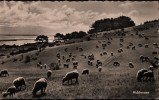 AK Insel Hiddensee, Blick Zum Bessin, 1958 - Hiddensee