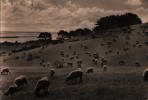 AK Hiddensee, Landschaft Bei Kloster, Echt Foto 1973 - Hiddensee