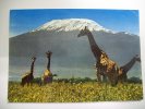 Girafe  "Mt. Kilimanjaro" (Kenya) - Kenya