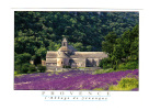 Gordes: Abbaye De Senanque (12-299) - Gordes