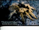 (666) Spider - Araignée - Tarantula - Insecten