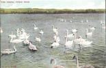 THE SWANS, POOLE PARK LAKE, DORSET - Andere & Zonder Classificatie