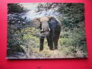 CPM  THEME ANIMAUX   LUMIERES D´AFRIQUE  ELEPHANT  NON VOYAGEE  PHOTO RECTO / VERSO  CARTE EN BON ETAT . - Elefanten