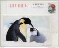 China 2000 Antarctic Penguin Baby Feeding Pre-stamped Card Unused Condition But A Few Flaws - Faune Antarctique