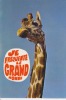 CPSM GIRAFE Humour Je Fréquente Le Grand Monde  Si Bandes Jaunes Dues Scan - Giraffes