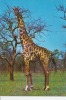 CPSM GIRAFE Camelo Pardalis Afrique   Si Bandes Jaunes Dues Scan - Giraffe