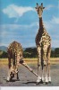 CPSM GIRAFE Sauvage Afrique Est  Si Bandes Jaunes Dues Scan - Giraffen