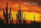 Postal, Desierto , Desert Sunset  Arizona, Estados Unidos, Post Card - Grand Canyon