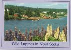 WILD LUPINES IN NOVA SCOTIA - Autres & Non Classés