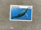AUSTRALIE: La Baleine à Bosse Ou Jubarte Ou Mégaptère  (Megaptera Novaeangliae)  - Cétacés - Mammifère - Faune Marine - - Baleines