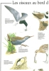 Calendrier 1989, Illustré Oiseaux Aquatiques / Gravelot Grèbe Courlis Butor Canard Sarcelle .... WWF - Tamaño Grande : 1981-90