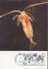 FRANCE   TAAF CARTE MAXIMUM NUM.YVERT  PA   129 LE COPEPODES PELAGIQUES - Brieven En Documenten