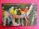 Colorful Macaws Parrot Jungle South Miami Fl   Linen---------- Ref   413 - Miami