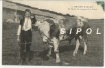 Le Taureau Du Troupeau Et Son Vacher  : Ferme Du Ballon D Alsace  Début 1900-  Cachet Hotel Stauffer  - Circulé - Giromagny