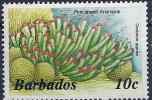 1985 BARBADES 608** Faune Marine, Anemone - Barbados (1966-...)