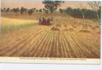 Australie, Cereal Growing In Victoria, A Wheat Crop In The Goulburn Valley. Moisson, Récolte Du Blé, Chevaux, Attelage - Other & Unclassified