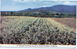 Australie, A Typical Farming Scene In North-eastern Victoria. Ferme, Agriculture - Andere & Zonder Classificatie