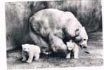RHENEN : Ouwehand ZOO : Icebear With Twins - Bears