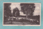 AUS DER HEIDE  - 1918 - Envoi Du Camps De SOLTAU - Troupeau De Moutons - BELLE CARTE - - Soltau