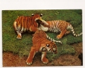 10975 - CARTE ALLEMANDE - JEUNES TIGRES - TIGREAUX - Tigres