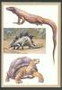 RUSSIA USSR, TURTLE , DINOSAUR , KOMODO DRAGON, MONITOR , OLD CARD 1983 - Turtles