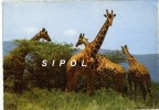 Girafes (  Kénya ) - Giraffe