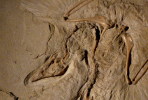 (NZ10-002 )   Archaeopteryx   Fossils  , Postal Stationery-Postsache F - Fossilien