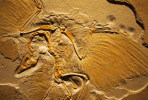(NZ10-004 )   Archaeopteryx   Fossils  , Postal Stationery-Postsache F - Fossilien