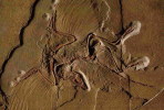 (NZ10-006 )   Archaeopteryx   Fossils  , Postal Stationery-Postsache F - Fossielen