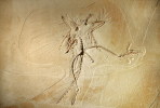(NZ10-007 )   Archaeopteryx   Fossils  , Postal Stationery-Postsache F - Fossilien