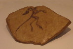 (NZ10-008 )   Archaeopteryx   Fossils  , Postal Stationery-Postsache F - Fossielen