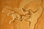 (NZ10-016 )   Archaeopteryx   Fossils  , Postal Stationery-Postsache F - Fossilien