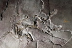 (NZ10-017 )   Archaeopteryx   Fossils  , Postal Stationery-Postsache F - Fossilien