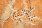 (NZ10-018 )   Archaeopteryx   Fossils  , Postal Stationery-Postsache F - Fossilien