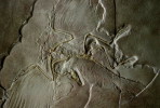 (NZ10-019 )   Archaeopteryx   Fossils  , Postal Stationery-Postsache F - Fossilien