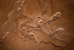 (NZ10-020 )   Archaeopteryx   Fossils  , Postal Stationery-Postsache F - Fossilien
