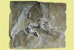 (NZ10-023 )   Archaeopteryx   Fossils  , Postal Stationery-Postsache F - Fossiles