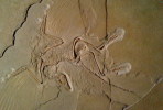 (NZ10-024 )   Archaeopteryx   Fossils  , Postal Stationery-Postsache F - Fossiles